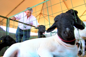 A ovinocaprinocultura é estimulada no Tocantins