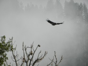 O voo do condor, em seu habit natural (Foto: E. Ferre)