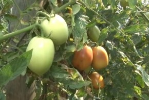 Prejuízo de R$10 mil reais na plantação de tomate pode ter como motivo o ataque de pragas e chuva 