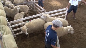 Encontro de ovinocultores ajuda a melhorar a ovinocultura gaúcha