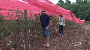 A produção agroecológica de hortaliças do norte do Rio Grande do Sul
