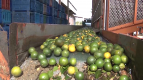 Também conhecida como tangerina, fruta gera renda ao agricultor gaúcho