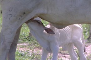 A produção de leite gera trabalho e renda para pequenos produtores