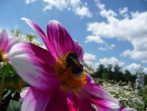 Exposição mostra abelhas nativas sem ferrão