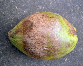Ácaro do coqueiro prejudica a comercialização do coco