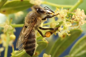 Apicultores da região Sul do RS enfrentam mortandade de abelhas. Foto: Paulo Lanzetta 