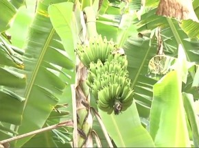 Produtores rurais de Cariacica (ES) tem cultivado a banana orgânica
