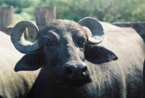 O Rio Grande do Norte lidera a produção de queijo de búfala no Brasil (Agriculturasp|Creative Commons)