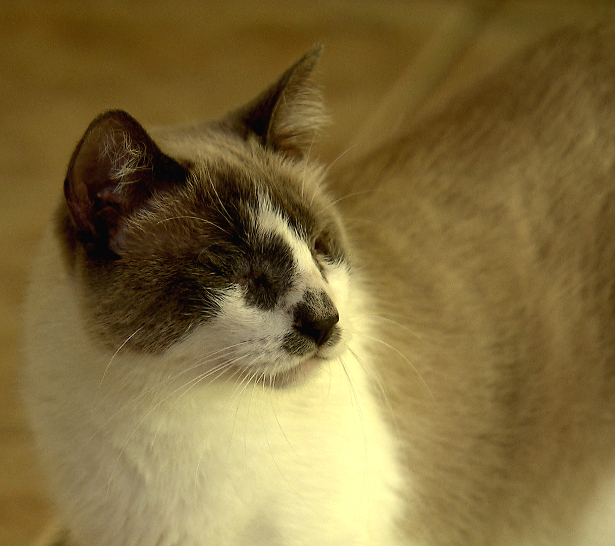 Gata Yasmin foi adotada após ser agredida e ter os dois olhos arrancados.