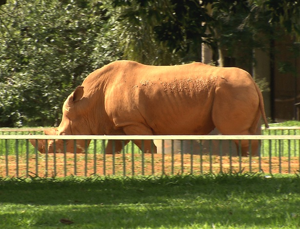 Rinoceronte Thor foi resgatado em um circo e hoje vive no Zoo de Brasília. Rinoceronte Thor foi resgatado em um circo e hoje vive no Zoo de Brasília.