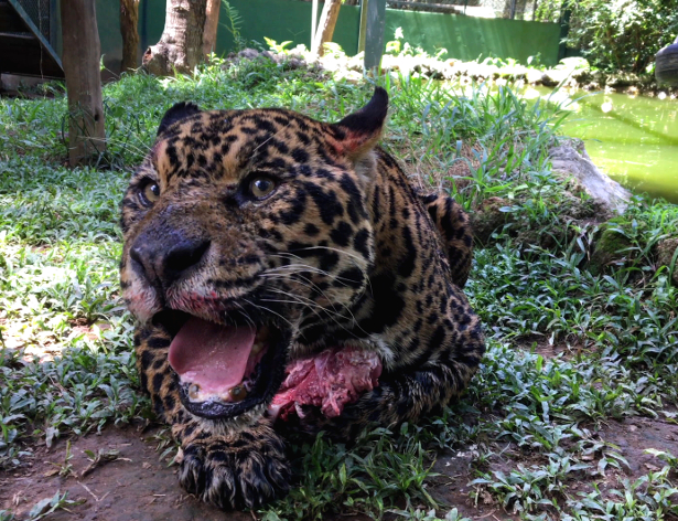 Onça é alimentada no Instituto Não- Extinção, em Corumbá, Goiás.