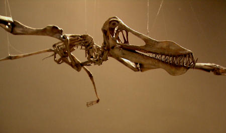 Há milhões de anos, os pterossauros habitaram a região da Chapada do Araripe, no nordeste do país.