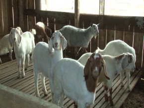 O tratamento homeopático em cabras propicia uma carne de qualidade