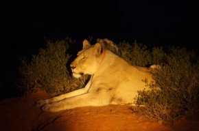 Registros dos hábitos noturnos de um leão na reserva Shamwari