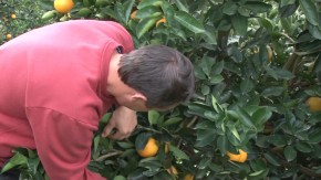 Programa mostra o crescimento da produção de citros no Rio Grande do Sul