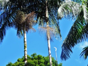 A palmeira juçara está ameaçada de extinção