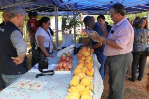Quinzena do Pêssego de Pelotas marca a abertura oficial da colheita na região