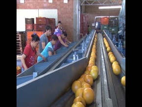 Cooperativa do Alto Taquari melhorou a a vida dos fruticultores
