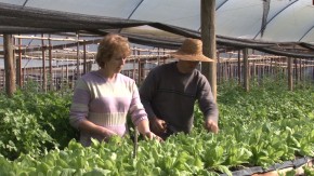Cultivo protegido melhora produção de hortaliças durante o ano inteiro