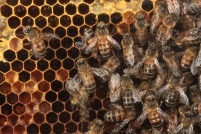 Curso aborda manejo avançado em apicultura. Foto: Paulo Lanzetta