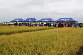 Dia de Campo apresenta nova cultivar de arroz para a indústria Foto: Paulo Lanzetta