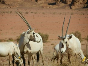 O Arabian Oryx, tema deste episódio