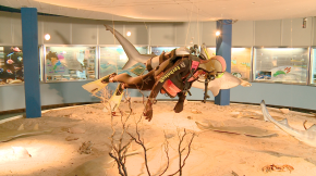 Exposição permanente do Museu Oceanográfico