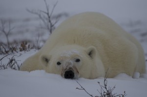 Quinto episódio: urso polar