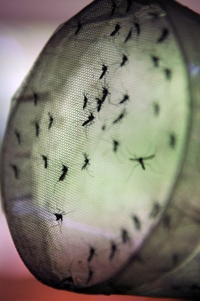 A dengue é transmitida principalmente pelo Aedes aegypti, vetor também da febre amarela. Foto: Fábio Pozzebom/ABr