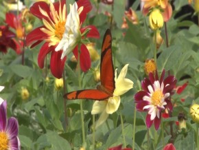 A floricultura está gerando boa renda para a agricultura familiar A floricultura está gerando boa renda para a agricultura familiar