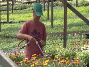 No município de Ivotí a colônia japonesa produz flores com qualidade