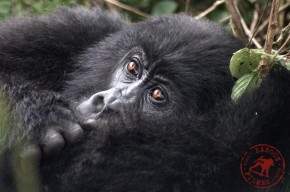 Soluções para preservar o habitar dos gorilas