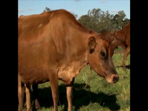 Homeopatia controla doenças do gado, que produz leite de ótima qualidade, sem resíduos de medicamentos
