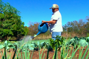 Os horticultores de Tocantins sofrem com a estiagem na região