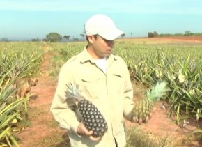 Com a estiagem, o tamanho do abacaxi está menor.