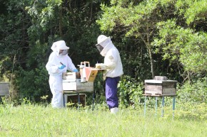 Conheça as técnicas e novidade da apicultura (Foto: Paulo Lanzetta)