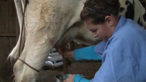 Agricultores usam a fitoterapia para fazer a higiene na ordenha das vacas