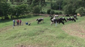 Sistema melhora o rendimento da produção leiteira na pecuária familiar