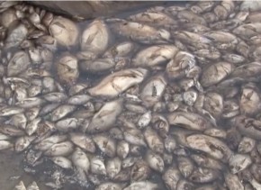 Milhares de peixes morrem pelo baixo nível de água em Santa Fé do Sul