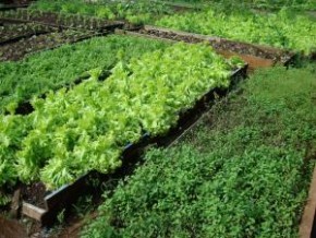 Uso de tecnologia garante a produtividade de hortaliças. (Mundo Orgânico/Creative Commons)