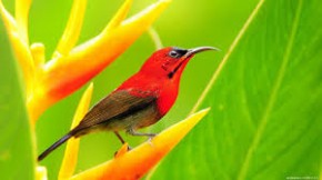 Notícias do Campo mostra a beleza das aves ornamentais
