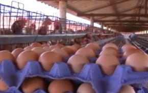 A produção de ovos continua a mesma, mas o que tem preocupado os proutores é o preço baixo