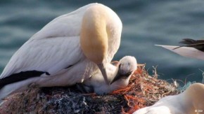 Lixo ameaça aves em paraísos naturais