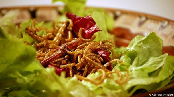 Insetos: a comida do futuro?