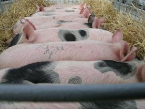  Campanhas incentivam o consumo da carne suína