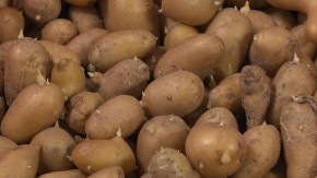 Conheça a cadeia de produção da batata-semente