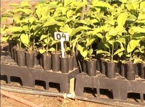 Nova tecnologia na produção de mudas de café é viável para o produtor e o meio ambiente