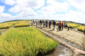 Profissionais se reúnem para debater qualidade e produção do arroz. Foto: Paulo Lanzetta