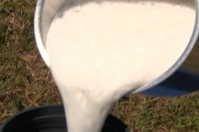 Programa também mostra a produção de leite de cabra