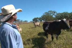 A zona livre da aftosa melhora a comercialização entre bovinos dos estados de Tocantins, Piauí e Maranhão